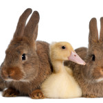 Duckling lying between two rabbits against white background