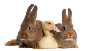 Duckling lying between two rabbits against white background