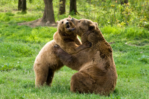 bears hug