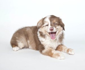 laughing Puppy