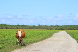 Cow by the road