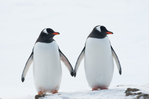 Two penguins Gentoo.